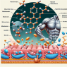 Decanoato de nandrolona en fases de mantenimiento muscular